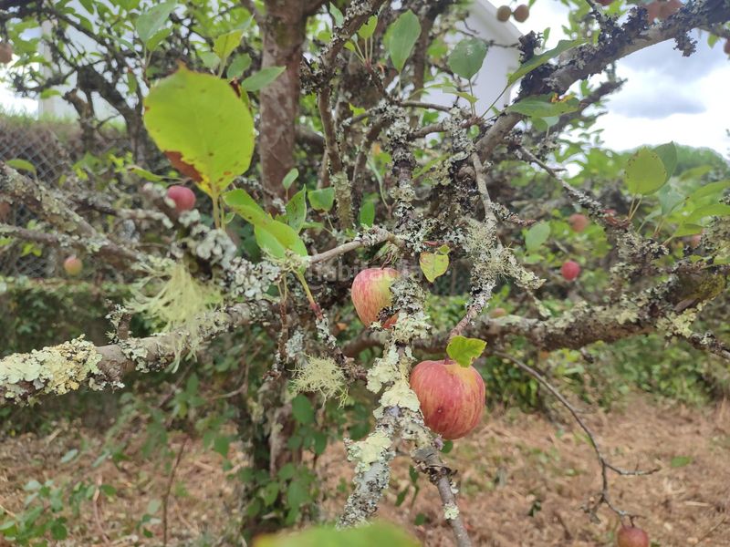 Foto 39393a6e-7c5d-4561-8eb4-e349b71262c7. Finca rústica a Teo