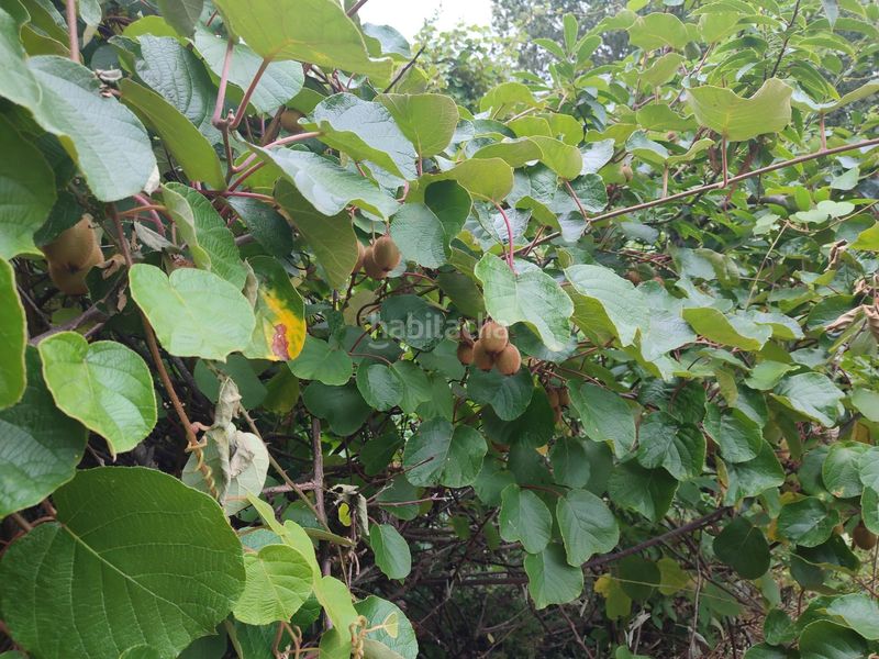 Foto 41e90482-b960-4c3d-b689-5edeaceb9b83. Finca rústica a Teo
