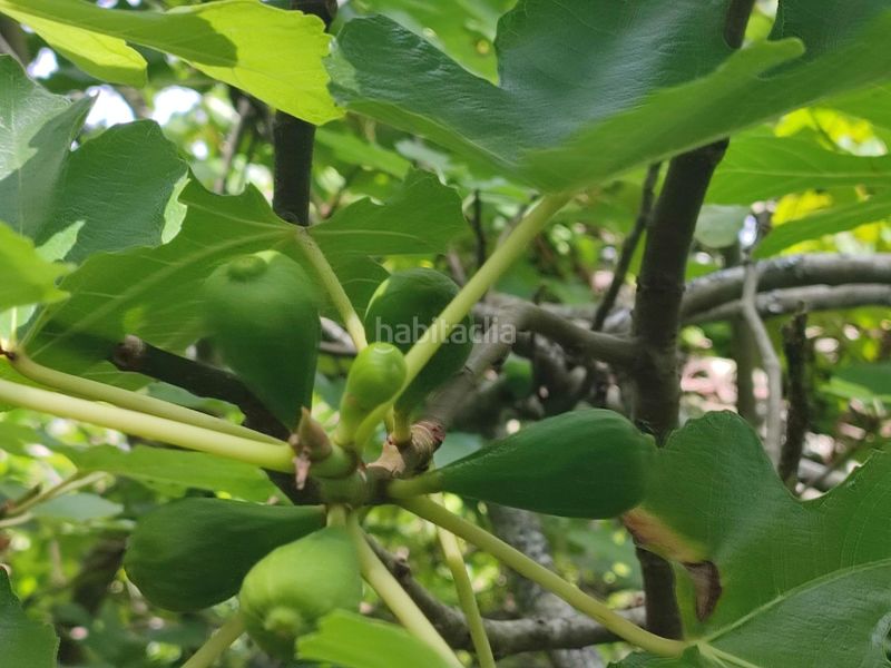Foto a62db638-228b-4eb7-9195-52ae412d3367. Finca rústica a Teo