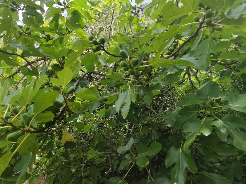 Foto c92fcf64-377e-4f7e-986e-a33753d7f600. Finca rústica a Teo