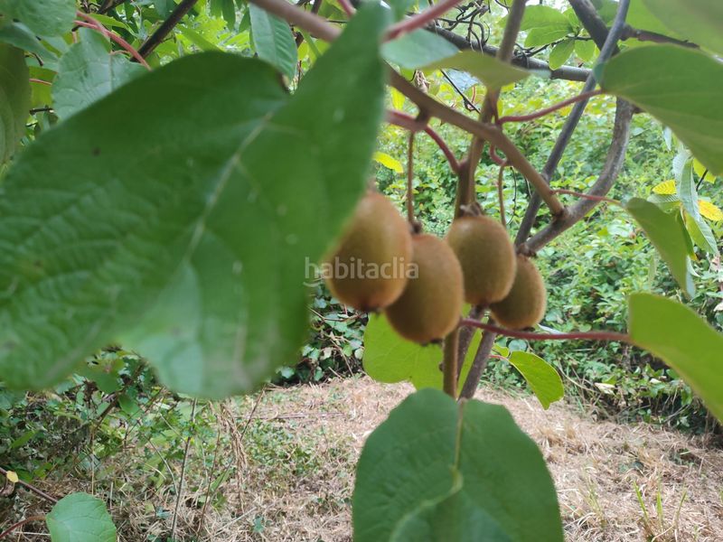 Foto cebe56a3-dbf5-4349-8acd-4b93476ae1d6. Finca rústica a Teo