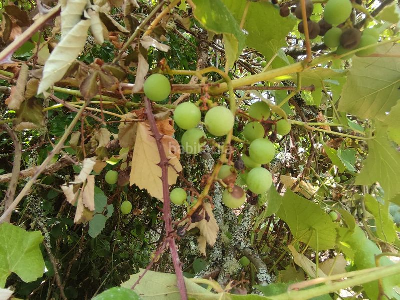 Foto ecabd9e2-9684-48e1-bad9-ba34f3913e51. Finca rústica a Teo
