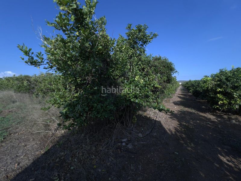 Foto 03b04443-a624-4f84-b2f1-53881245f47f. Finca rústica a Alcanar