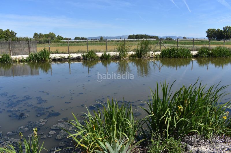 Foto 4c4d83f5-e0c5-48a7-87bf-069a06eab699. Masia amb calefacció aparcament piscina a Eucaliptus - Poble Nou del Delta Amposta