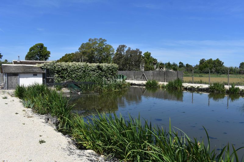 Foto d5418bd8-aa1d-4052-8496-52a7d1d5e5b6. Masia amb calefacció aparcament piscina a Eucaliptus - Poble Nou del Delta Amposta