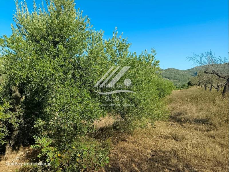 Foto 35b051ec-fc41-4129-a1b2-75ef2163f84b. Rural plot in Valls