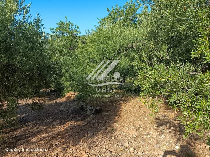 Foto 4b68bfe5-85b0-4afa-aa64-4ab809bdc389. Rural plot in Valls