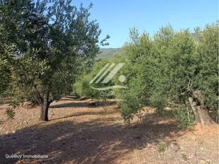 Finca rústica en Valls. Finca rústica en venta en valls