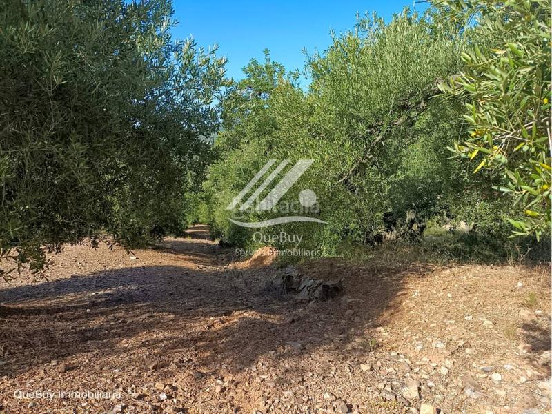 Foto 8fcb794d-ce28-46d8-a3b8-dcc54e33a884. Rural plot in Valls