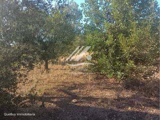 Finca rústica en Valls. Terreno rústico en venta en valls