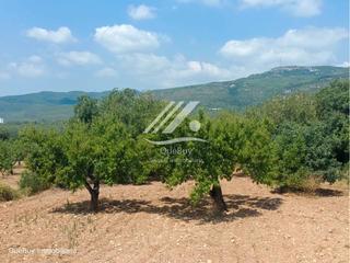 Finca rústica en Valls. Terreno rústico en venta en valls