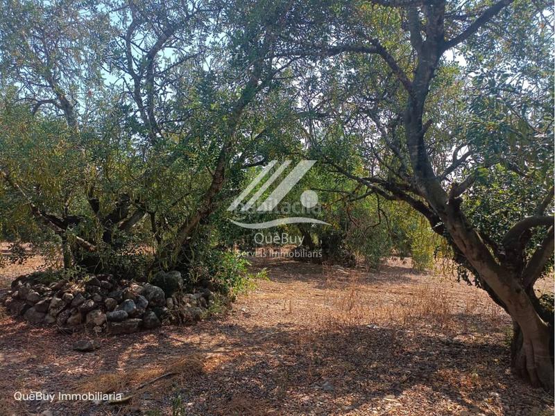 Foto ba68df28-7870-4f68-8619-352830109088. Rural plot in Valls