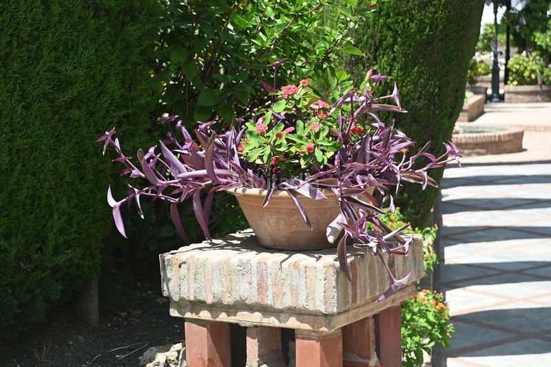 Foto ef0321c0-a9e9-4d7c-aae7-10b56ba1a673. Piso apartamento en planta baja totalmente reformado en aloha gardens ? nueva andalucía ubicado en la prestigiosa urbanización aloha ga en Marbella