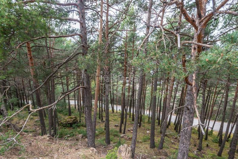 Foto dc1179cd-342d-4d87-a01e-51a5d090a781. Rural plot in Aubinyà - Juberri Sant Julià de Lòria