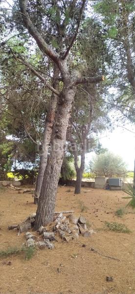 Foto 4e6ab337-3367-4ec9-bea1-2ea5f564c5d0. Chalet in partida perleta 1220 in Perleta - Maitino Elche / Elx