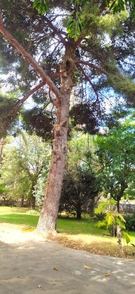 Foto 5a011b86-6bbb-4b6d-9145-d055d0529b35. Chalet in partida perleta 1220 in Perleta - Maitino Elche / Elx