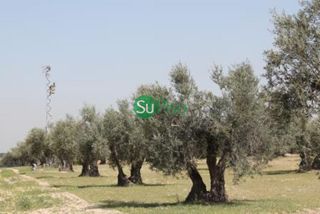 Fondo rustico in Yeles. Olivar en venta en yeles