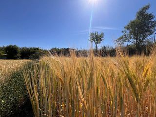 Rural plot in Barri Mion - Puigberenguer. Finca rústica en el poal de manresa