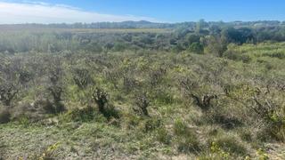 Terreny residencial a Pla del Penedès (El). Venta de terreno de viña en el pla del penedès