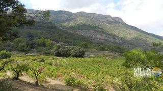Finca rústica  Cv-749. Jalón/xalo – ¡terreno con viñedos, bodega y terreno edificable!