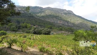 Rural plot  Camino masarot bernia. Jalón/xalo – ¡terreno con viñedos, bodega y terreno edificable!