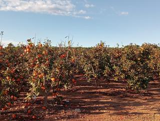 Mas à Benifaió. Benifaiócasa