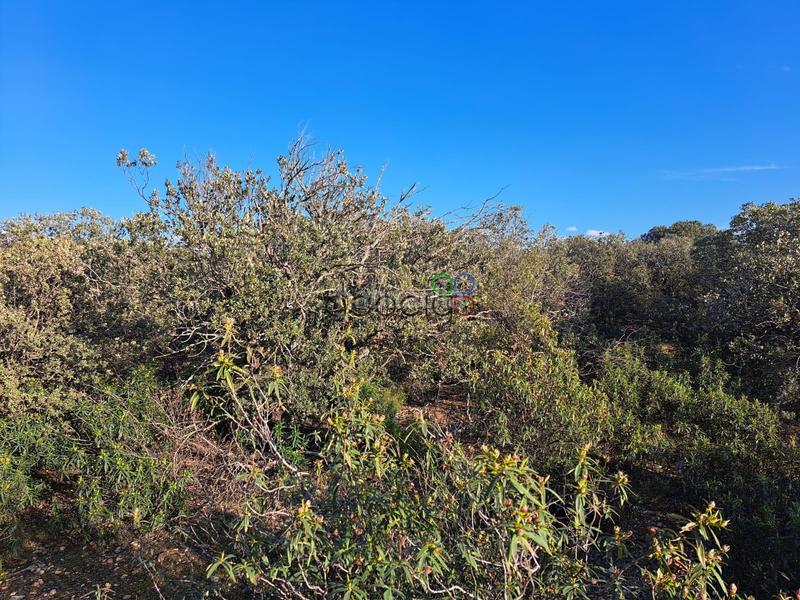 Foto 43930355-b57b-4c8c-8541-b1cffe50bf96. Finca rústica gran parcela en venta en urb. sotolargo en Valdeaveruelo