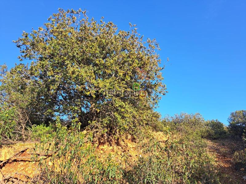 Foto 7cf000f3-a5e3-4173-b76a-e5f08e8dba22. Finca rústica gran parcela en venta en urb. sotolargo en Valdeaveruelo