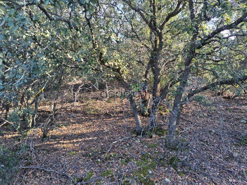Foto 1b0c5804-0cc9-4f65-af7b-4b11aa9c5327. Finca rústica gran parcela en venta en urb. sotolargo en Valdeaveruelo