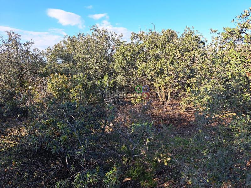 Foto 2fbd0d43-b6ba-444d-b3e6-655d60f4a8df. Finca rústica gran parcela en venta en urb. sotolargo en Valdeaveruelo