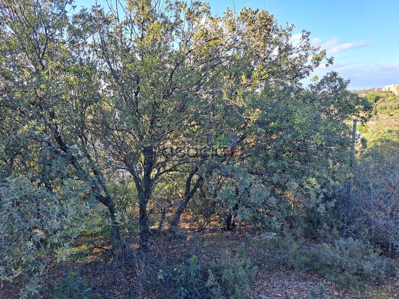 Foto 37223715-1fae-4a32-9c84-10cc8d07ea14. Finca rústica gran parcela en venta en urb. sotolargo en Valdeaveruelo