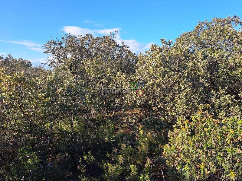 Foto 4fbf3a38-4aa7-4b88-9777-2130bbeeb9bd. Finca rústica gran parcela en venta en urb. sotolargo en Valdeaveruelo