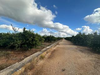 Terreny residencial  Marjals 282. Se vende magnífica parcela rústica de 22.560 m situada en la cod