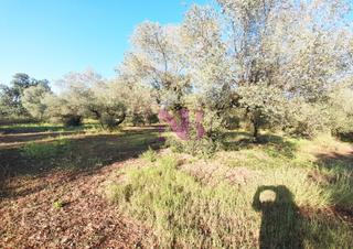 Finca rústica a Camí dels ovellons 1. Finca rustica con vivienda