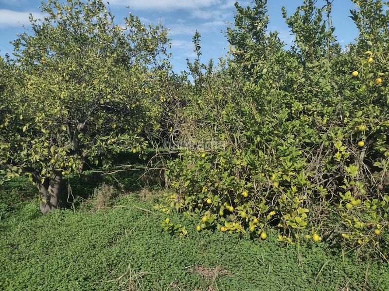 Foto 3b04a7b7-524f-4bad-8ac2-ba1a41a701c2. Fondo rustico in Torreagüera Murcia