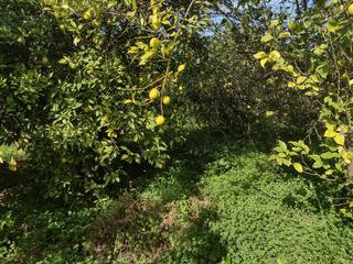 Rural plot  Vereda del rincon del gallego. Se vende en la machacanta terreno rustico!