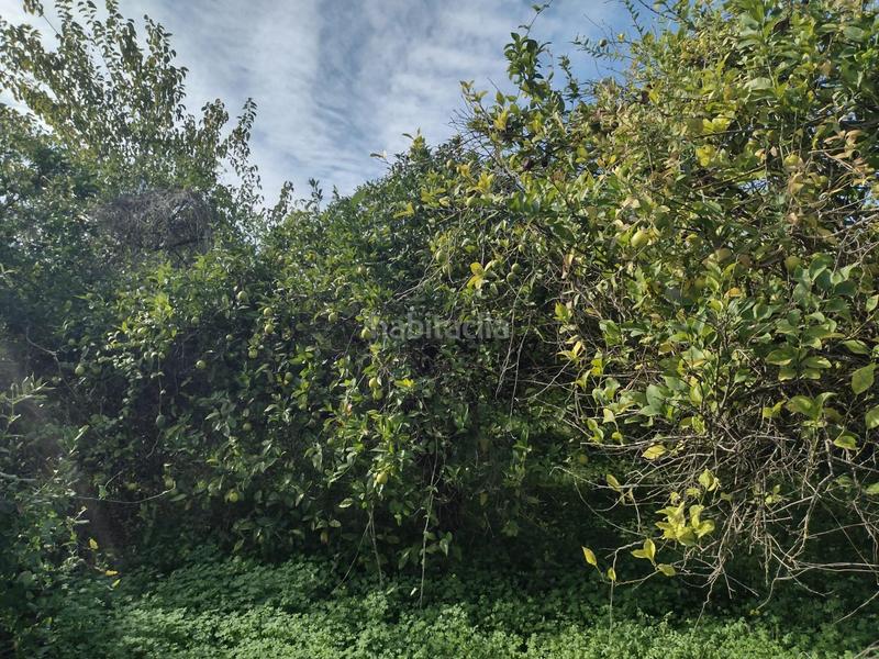 Foto 8d2e48c9-694f-4ce8-92d9-603a9fc606cd. Fondo rustico in Torreagüera Murcia