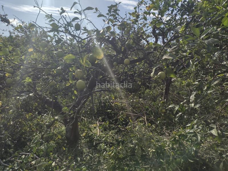 Foto a29b4727-5a6c-4509-a2b3-5c32b47e0787. Fondo rustico in Torreagüera Murcia