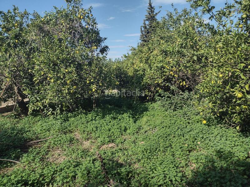 Foto bcc044e9-b260-4ad0-8dfc-ed177054f7bc. Fondo rustico in Torreagüera Murcia