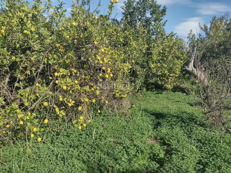 Foto ff47e65f-baa0-4041-82b8-d938177a57e3. Fondo rustico in Torreagüera Murcia