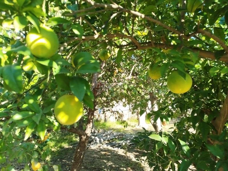 Foto aeb8a44f-cac2-4090-8870-3dc5580b4972. Masia amb aparcament a Garres y Lages Murcia