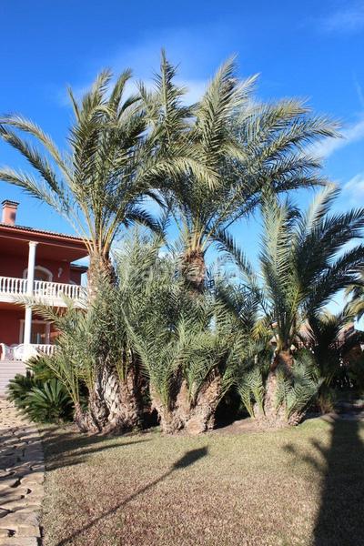 Foto 51e69fee-c6b4-44bf-b0cd-65e8db551e2a. Xalet amb calefacció piscina a Valverde Elche / Elx