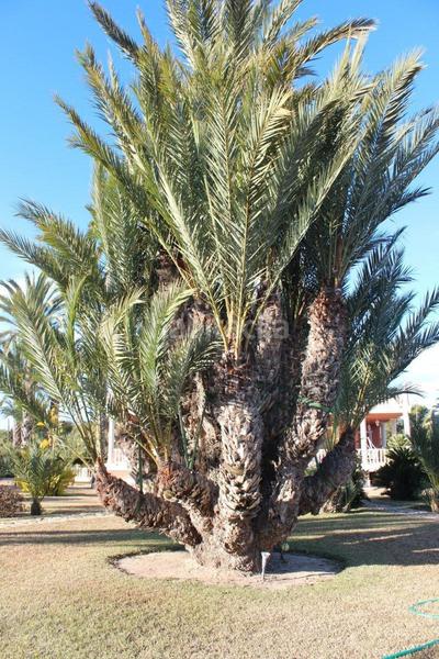 Foto 9817f5c0-87e6-4aee-ae2a-fec472ba0d3e. Xalet amb calefacció piscina a Valverde Elche / Elx