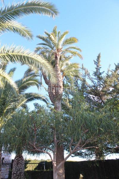 Foto d9773363-d63a-4f2c-abfa-68d52366e0ed. Xalet amb calefacció piscina a Valverde Elche / Elx