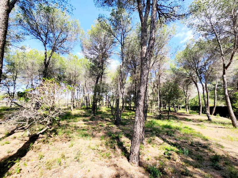 Foto 5c2d354f-2bec-4d86-a4d5-88eed6454853. Alquiler masía masia en venta aplazada collbató en Esparreguera