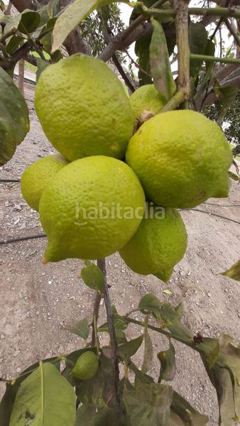 Foto 7ed3b39c-022a-4eee-8bbb-40e29338774b. Masia amb xemeneia aparcament a Tébar - Los Arejos Águilas