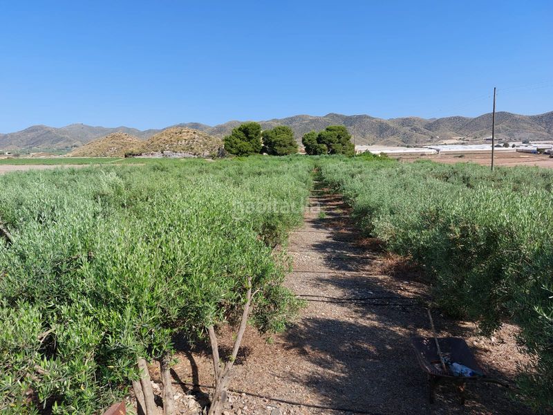 Foto 9c28a740-ed08-4d32-b814-c3ad7e7ecb8f. Masia amb xemeneia aparcament a Tébar - Los Arejos Águilas