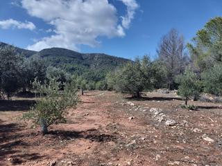 Finca rústica a Xàtiva. Terreno rustico en partida realengo de la plana, de secano, con