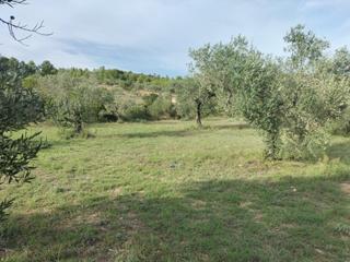 Finca rústica a Navarrés. Terreno rústico con olivos en navarrés