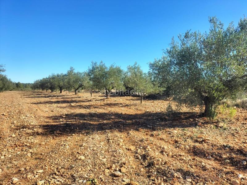 Foto 80742393-b9e5-465b-a34b-673d44f986be. Finca rústica en polígono 7 parcela 82 loma ferrer. navarres (vale 7 terreno rústico, 10185 metros en la loma ferrer, navarres en Navarrés